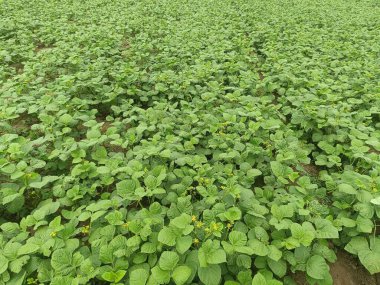 Vigna radiata, Tarım alanında yakın yeşil fasulye, Mung fasulyesi yeşil kabukları (Vigna radiata) ve mung fasulyesi yaprakları fasulye sapında. Hint çiftçiliği ve Hint yemeği.