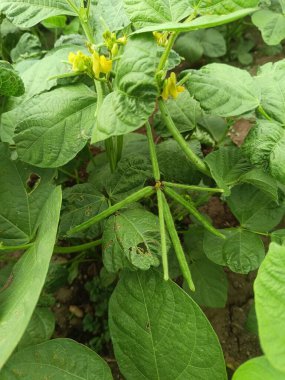 Mung bean pods, the fruits are elongated cylindrical or flat cylindrical pods, crop planting at the fields on tropical zone of Thailand.