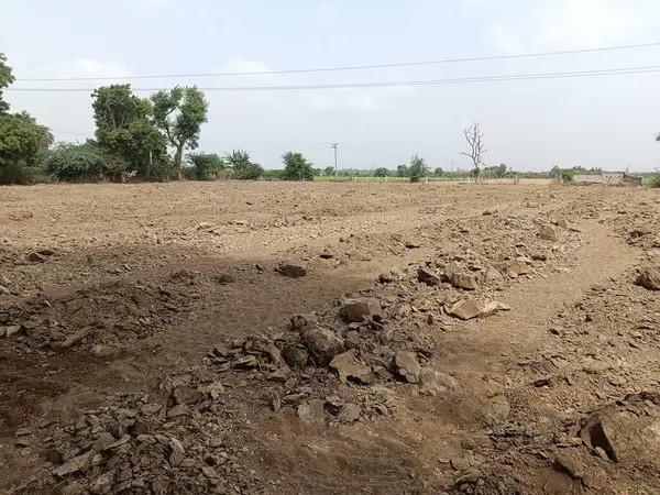 Açık arazideki inek gübresi doğal olarak çürümüş. Normalde ekinleri gübrelemek için kullanılır..