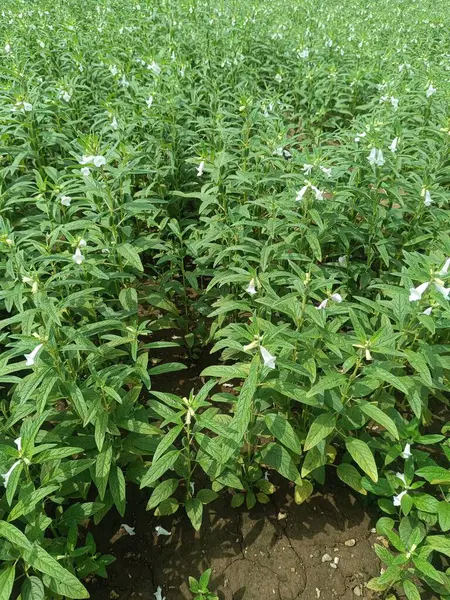 Susam tohumu çiftliği, yeşil tarlalarda yetişen susam mahsulleri Till, Flowers, Susam bitkisinin büyümesi.