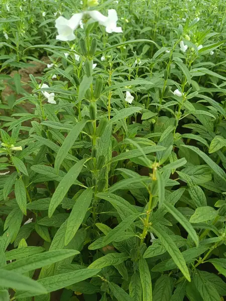 Susam, sağlık için çok yararlı bir bitkidir. Tarladaki bitkiler, susam tohumları ve çiçekler, susam tarlası ve sağlıklı ve yeşil susam tarlası..