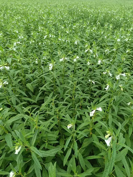 Hasat ve iş için sağlıklı ve yeşil susam çiftliği
