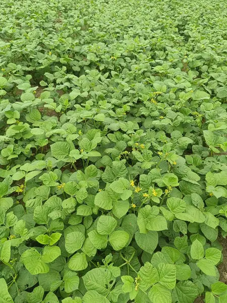 Mung fasulyesi tarlaları, Mung fasülyesi yeşil kabukları (Vigna radiata) ve mung fasulyesi yaprakları tarla sapında yakın tarlalar