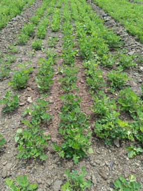 Fıstık tarlası, organik tarım arazileri Hindistan 'daki bu organik ve verimli tarım arazisine çeşitli katmanlar eklenir. Yerfıstığı tarlası, yer fıstığı ağacı, yer fıstığı tarlaları.