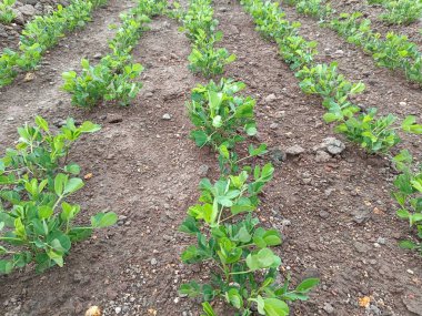 Fıstık tarlası, organik tarım arazileri Hindistan 'daki bu organik ve verimli tarım arazisine çeşitli katmanlar eklenir. Yerfıstığı tarlası, yer fıstığı ağacı, yer fıstığı tarlaları.