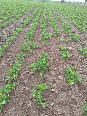 Fıstık tarlası, organik tarım arazileri Hindistan 'daki bu organik ve verimli tarım arazisine çeşitli katmanlar eklenir. Yerfıstığı tarlası, yer fıstığı ağacı, yer fıstığı tarlaları.