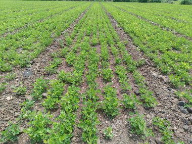 Fıstık tarlası, organik tarım arazileri Hindistan 'daki bu organik ve verimli tarım arazisine çeşitli katmanlar eklenir. Yerfıstığı tarlası, yer fıstığı ağacı, yer fıstığı tarlaları.