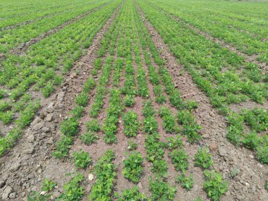 Fıstık tarlası, organik tarım arazileri Hindistan 'daki bu organik ve verimli tarım arazisine çeşitli katmanlar eklenir. Yerfıstığı tarlası, yer fıstığı ağacı, yer fıstığı tarlaları.