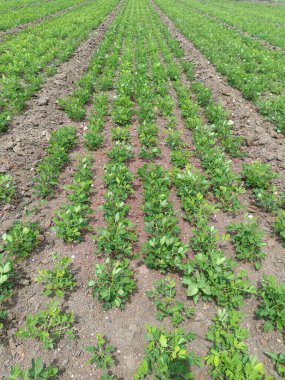 Fıstık tarlası, organik tarım arazileri Hindistan 'daki bu organik ve verimli tarım arazisine çeşitli katmanlar eklenir. Yerfıstığı tarlası, yer fıstığı ağacı, yer fıstığı tarlaları.