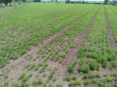 Yerlerde yetişen yerfıstığı bitkisinin, tarımsal ve tarımsal illüstrasyonun yakın görüntüsü