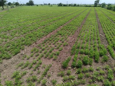 Fıstık tarlaları, ağaç çalıları ve arkasında bulutlu mavi bir gökyüzü.