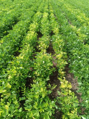 Parlak yeşil fıstık yapraklarının yakın plan arkaplanı. Fıstık yetiştirmek için yer fıstığı tohumu yetiştiriyorum. Yoğun yeşil yapraklar. Doğal arkaplan tazeleniyor.