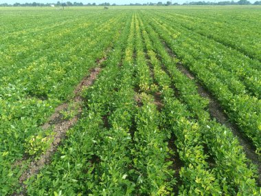 Fıstık tarlası, organik tarım arazileri Hindistan 'daki bu organik ve verimli tarım arazisine çeşitli katmanlar eklenir. Yerfıstığı tarlası, yer fıstığı ağacı, yer fıstığı tarlaları.