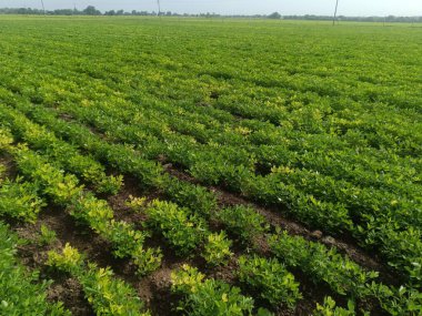 Yerfıstığı tarlası yeşili, tarlada yetişen yer fıstığı.