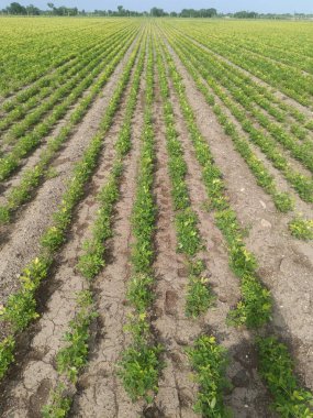 Yerlerde yetişen yerfıstığı bitkisinin, tarımsal ve tarımsal illüstrasyonun yakın görüntüsü