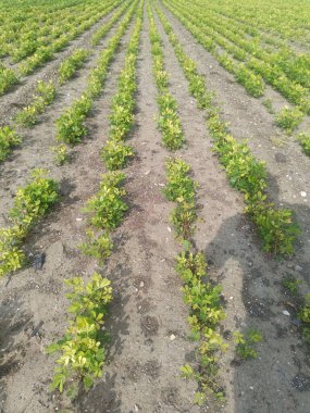 Fıstık tarlası, organik tarım arazileri Hindistan 'daki bu organik ve verimli tarım arazisine çeşitli katmanlar eklenir. Yerfıstığı tarlası, yer fıstığı ağacı, yer fıstığı tarlaları.