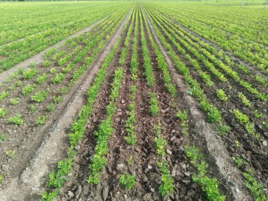 Yerlerde yetişen yerfıstığı bitkisinin, tarımsal ve tarımsal illüstrasyonun yakın görüntüsü