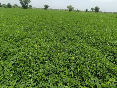 Tarlada yetişen fıstık