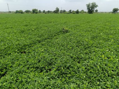 Fıstık tarlası, organik tarım arazileri Hindistan 'daki bu organik ve verimli tarım arazisine çeşitli katmanlar eklenir. Yerfıstığı tarlası, yer fıstığı ağacı, yer fıstığı tarlaları.