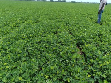 Parlak yeşil fıstık yapraklarının yakın plan arkaplanı. Fıstık yetiştirmek için yer fıstığı tohumu yetiştiriyorum. Yoğun yeşil yapraklar. Doğal arkaplan tazeleniyor.