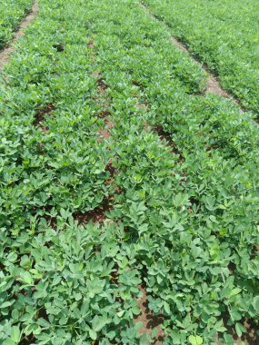 Tarlada yetişen fıstık