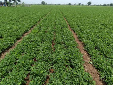 Yerfıstığı tarımı arazi yeşili, Hindistan tarım arazisi magafali