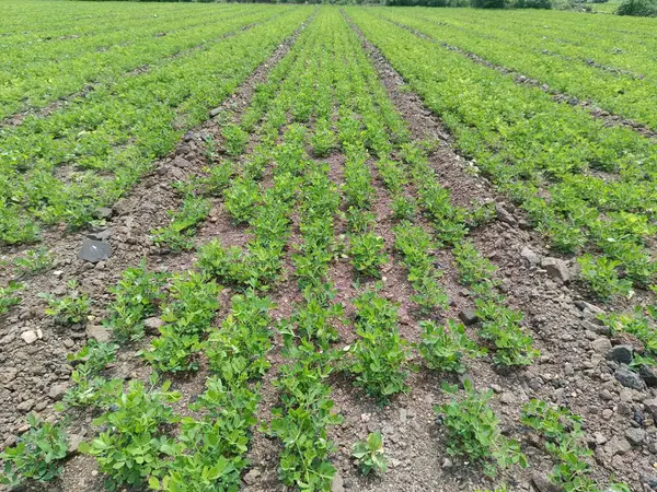 Fıstık tarlası, organik tarım arazileri Hindistan 'daki bu organik ve verimli tarım arazisine çeşitli katmanlar eklenir. Yerfıstığı tarlası, yer fıstığı ağacı, yer fıstığı tarlaları.