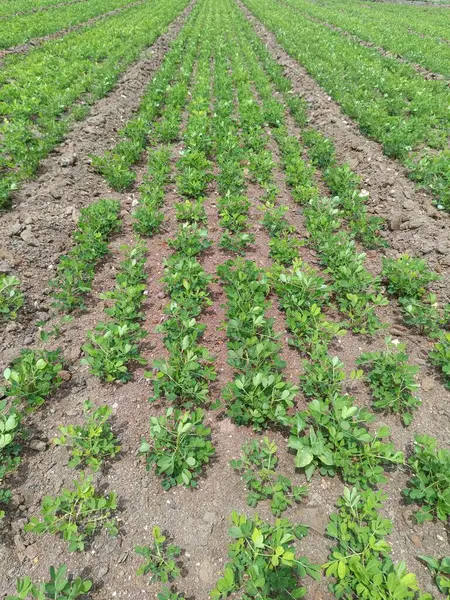 Fıstık tarlası, organik tarım arazileri Hindistan 'daki bu organik ve verimli tarım arazisine çeşitli katmanlar eklenir. Yerfıstığı tarlası, yer fıstığı ağacı, yer fıstığı tarlaları.