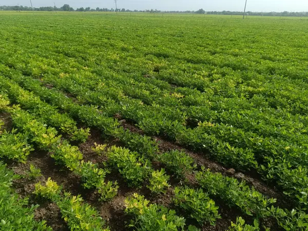 Yerfıstığı tarlası yeşili, tarlada yetişen yer fıstığı.