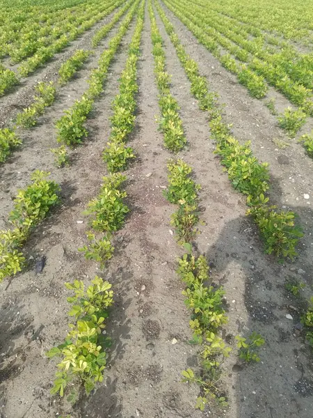 Fıstık tarlası, organik tarım arazileri Hindistan 'daki bu organik ve verimli tarım arazisine çeşitli katmanlar eklenir. Yerfıstığı tarlası, yer fıstığı ağacı, yer fıstığı tarlaları.