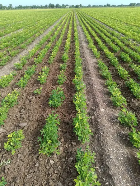 Yerfıstığı tarlası yeşili, tarlada yetişen yer fıstığı.