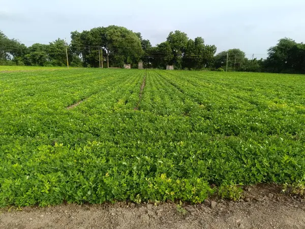 Yerfıstığı tarlası yeşili, tarlada yetişen yer fıstığı.