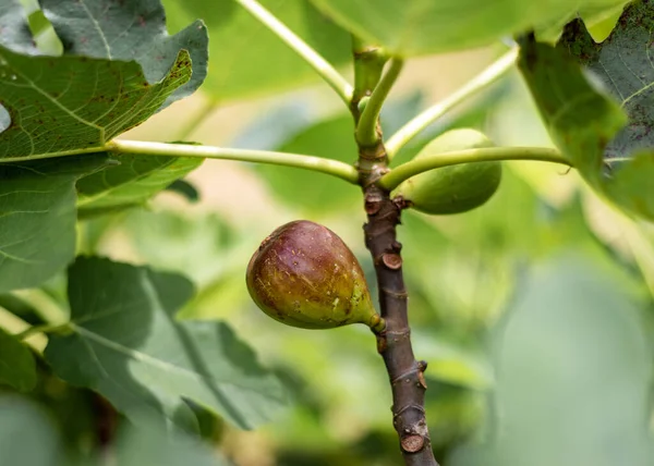 stock image Fig tree, with ripe fruits, ready to be harvested.