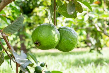 Valle del Cauca Kolombiya 'da guava yetiştirme. Birlik Vadisi.