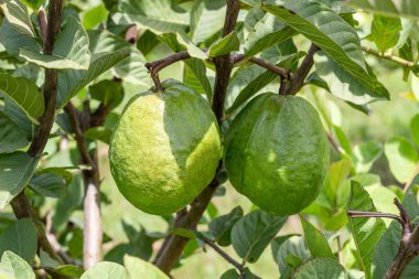 Valle del Cauca Kolombiya 'da guava yetiştirme. Birlik Vadisi.