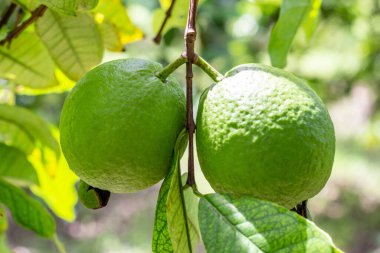 Valle del Cauca Kolombiya 'da guava yetiştirme. Birlik Vadisi.