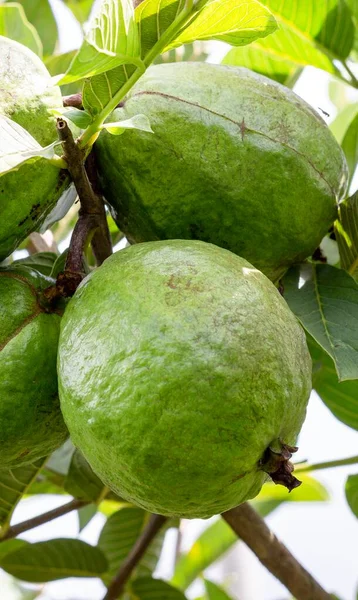 Valle del Cauca Kolombiya 'da guava yetiştirme. Birlik Vadisi.