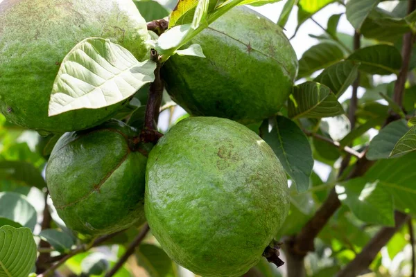 Valle del Cauca Kolombiya 'da guava yetiştirme. Birlik Vadisi.