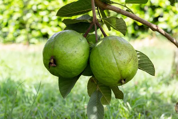Valle del Cauca Kolombiya 'da guava yetiştirme. Birlik Vadisi.