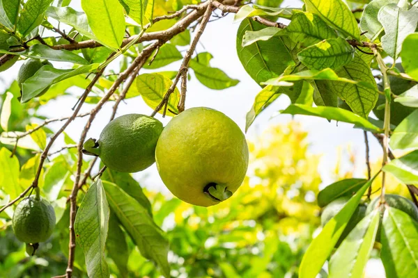 stock image Cultivation of guavas in Valle del Cauca Colombia. The Union Valley.