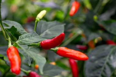 La Unin Valle del Cauca Kolombiya 'da acı biber hasat edilmeye hazır..