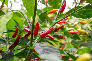 La Unin Valle del Cauca Kolombiya 'da acı biber hasat edilmeye hazır..