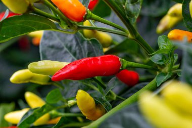 La Unin Valle del Cauca Kolombiya 'da acı biber hasat edilmeye hazır..