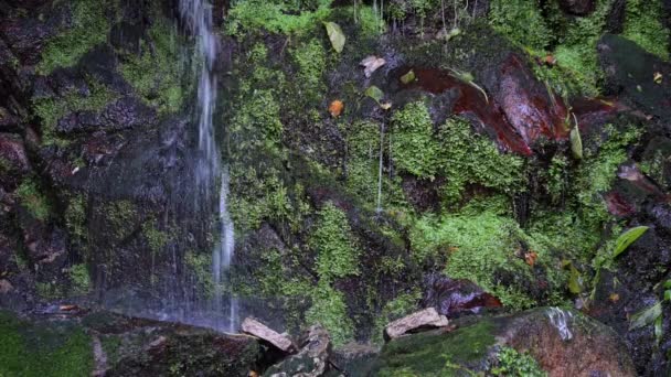 Cachoeira Caindo Rochas Com Musgo Verde — Vídeo de Stock