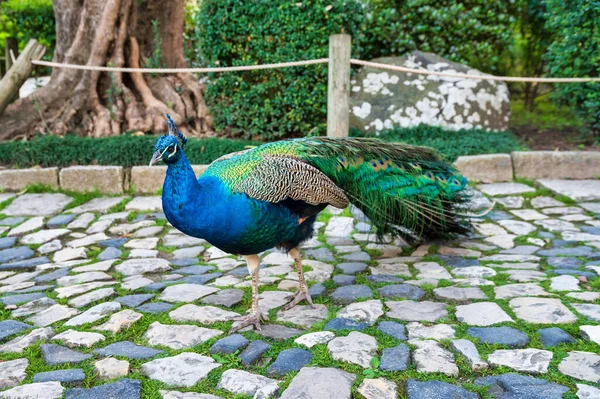 blue and green peacock walking in stone pavement