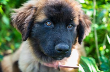 Serra da Estrela köpeği, Portekizli köpek, köpek yavrusu
