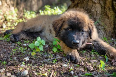 Serra da Estrela köpeği, Portekizli köpek, köpek yavrusu