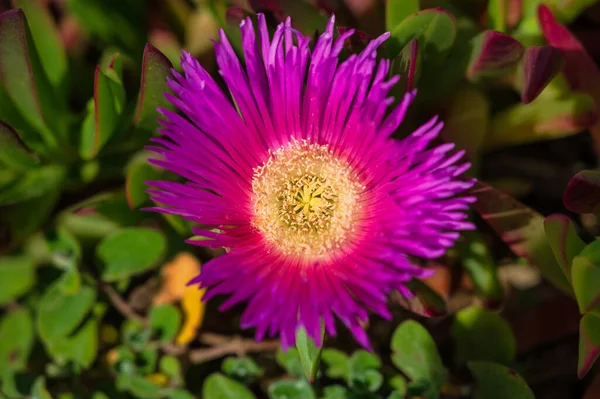 stock image bush with purple flower in the portuguese coast