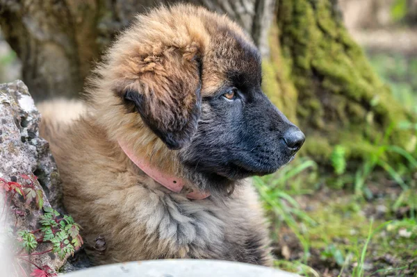 Serra da Estrela köpeği, Portekizli köpek, köpek yavrusu