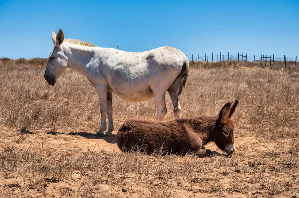 white horse and brown donkey in a field